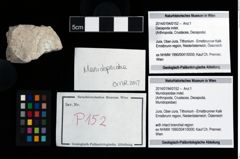 Foto (Objekt + Etikett) von Munidopsidae indet.  (NHMW-GEO-2014-0194-0152)